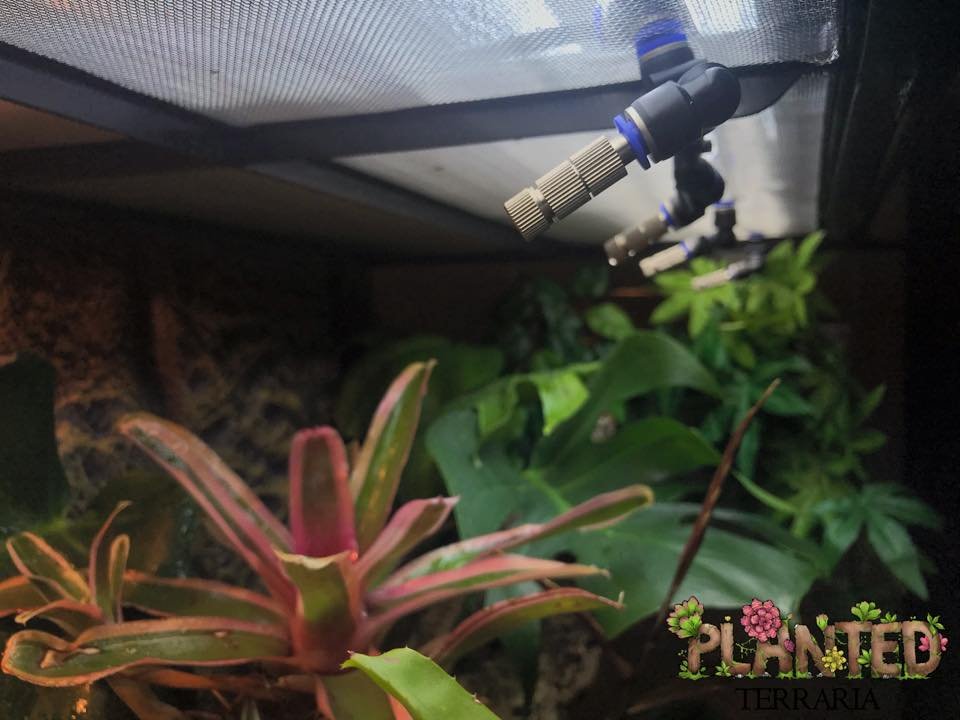 Planted Terraria Exotics