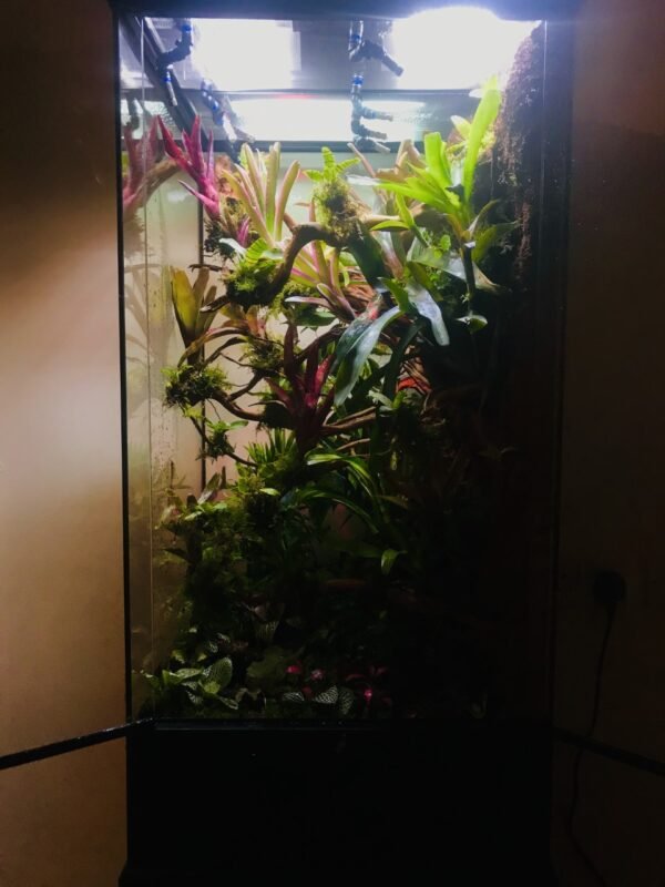 Planted Terraria Exotics