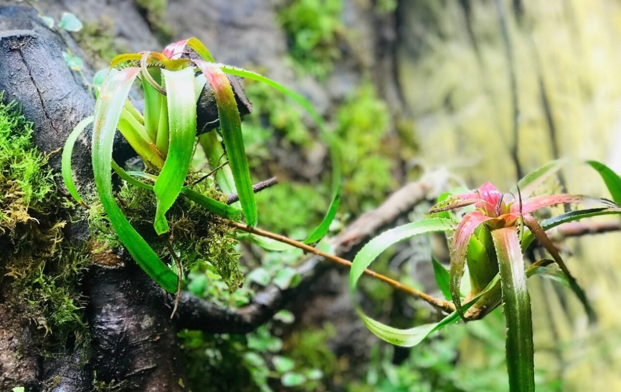Planted Terraria Exotics