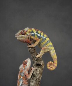 Ambilobe Panther Chameleon Male