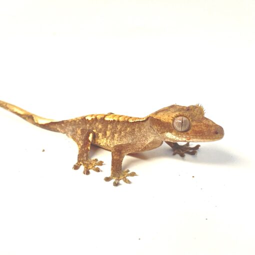 Normal Crested Gecko - Planted Terraria Exotics