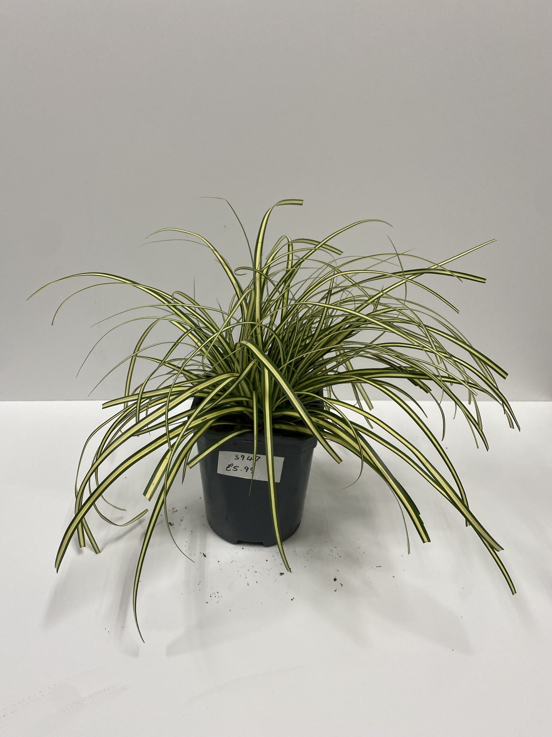 Grasses Planted Terraria Exotics