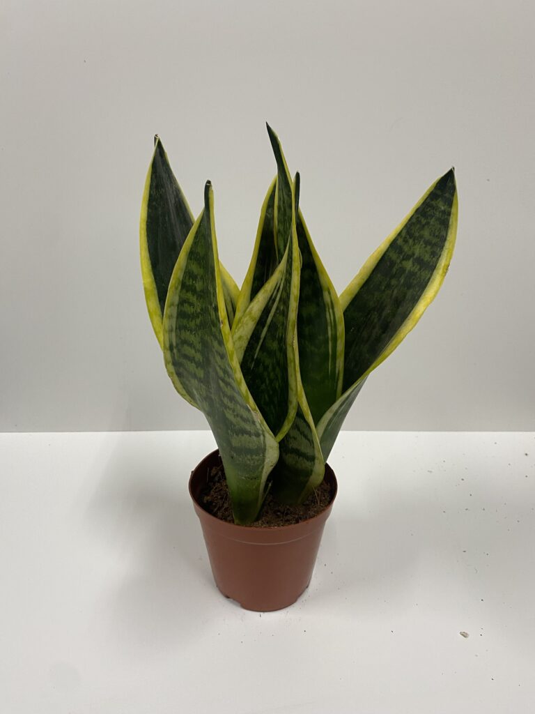 Sansevieria Mixed - Planted Terraria Exotics