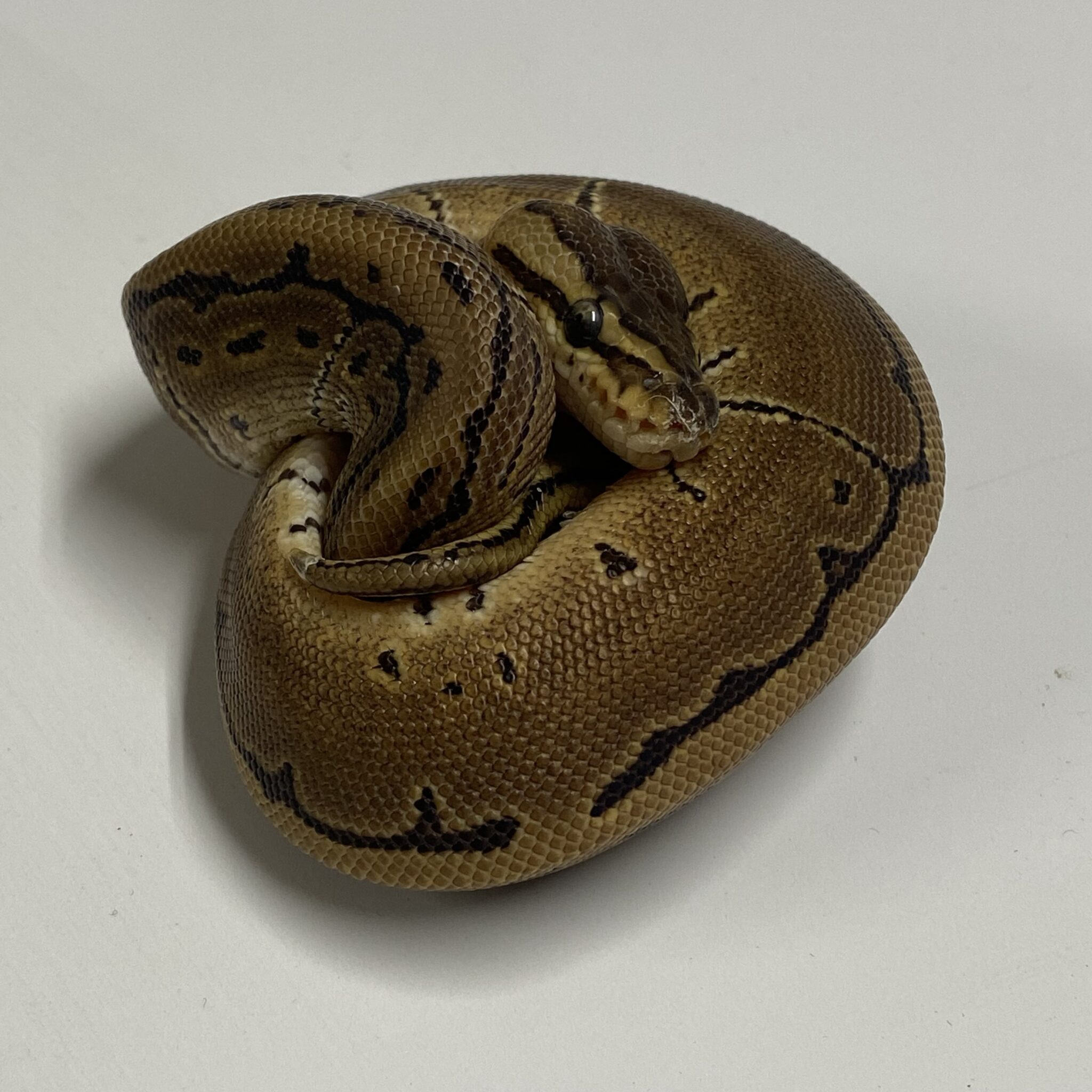 Pinstripe Royal Python Male - Planted Terraria Exotics