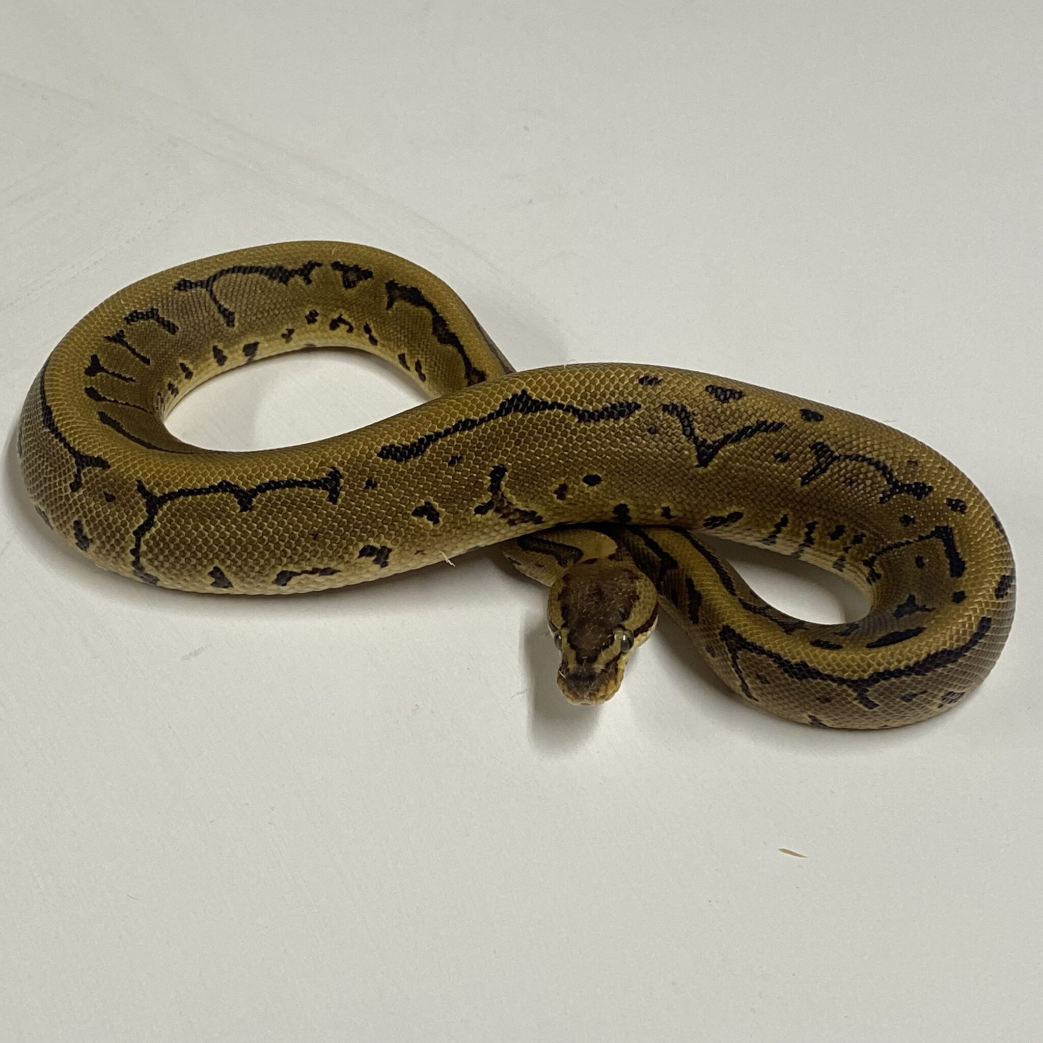 Leopard Pinstripe Royal Python Male - Planted Terraria Exotics