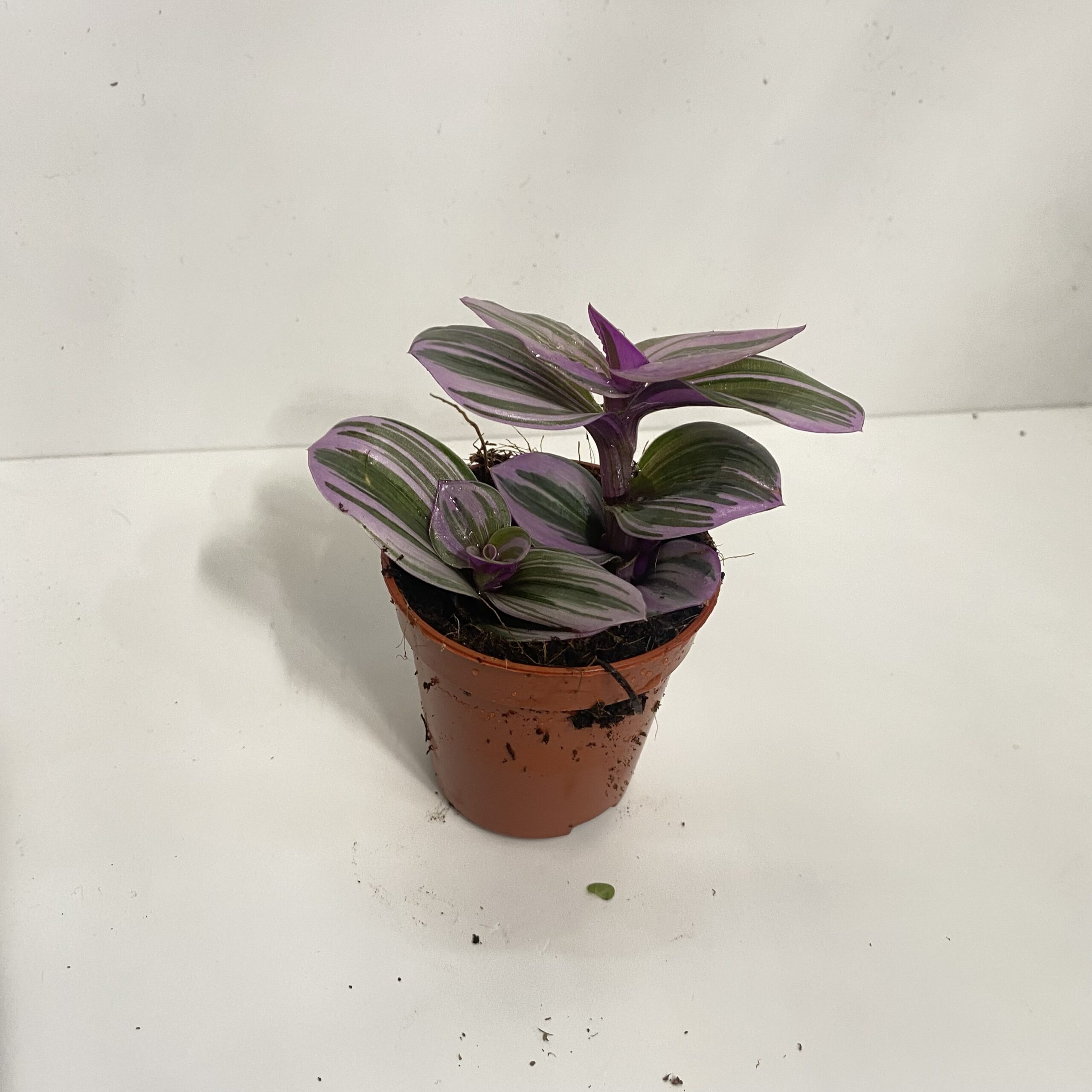 Tradescantia Albiflora 'nanouk' - Planted Terraria Exotics