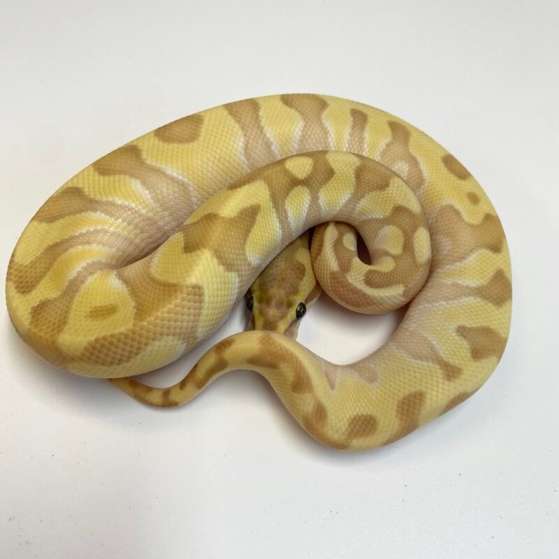 Livestock - Planted Terraria Exotics