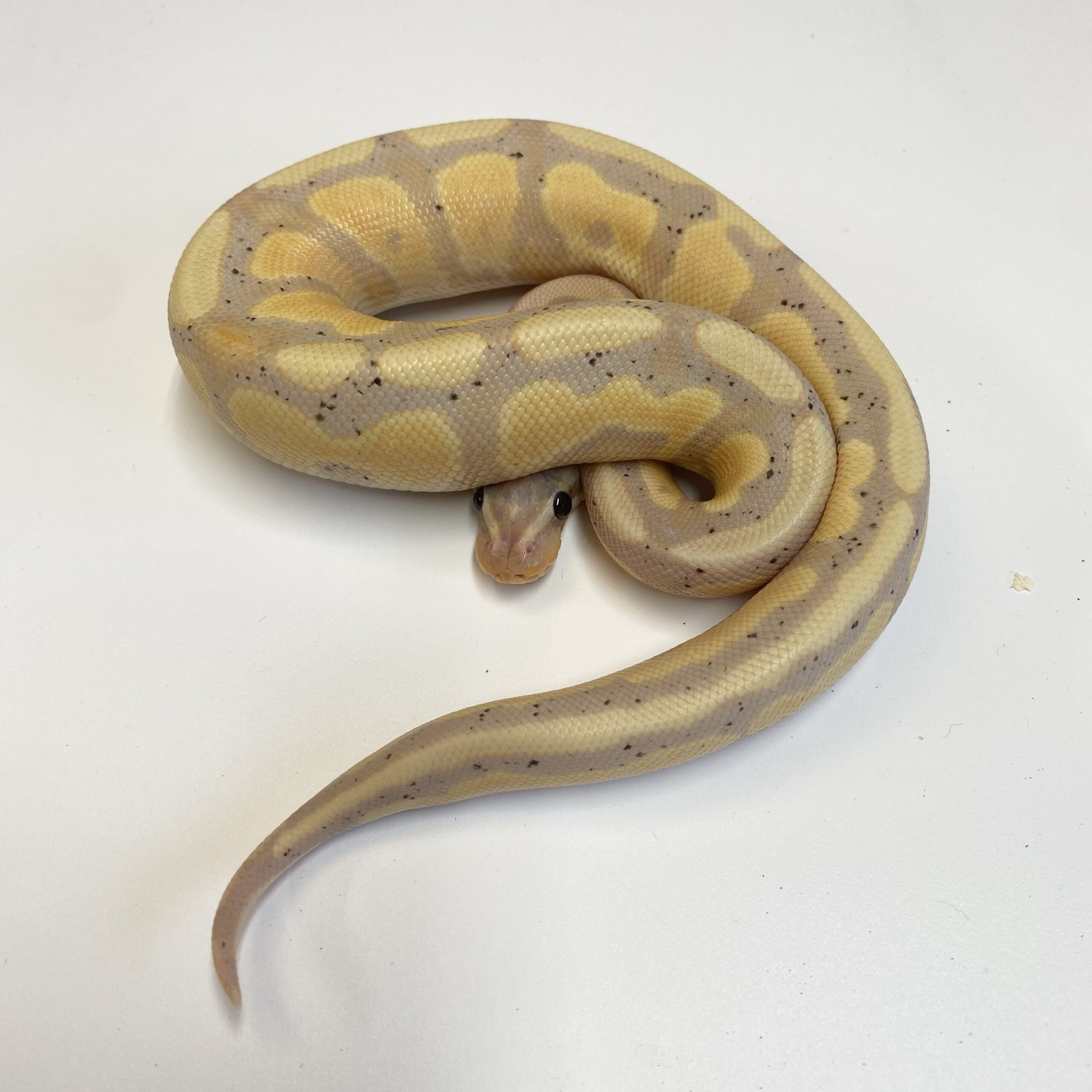 Spotnose Royal Python Female - Planted Terraria Exotics