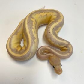 Planted Terraria Exotics