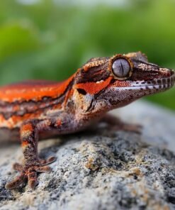 Alternative view of Orange Stripe Gargoyle Gecko