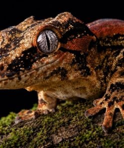Orange Stripe Gargoyle Gecko