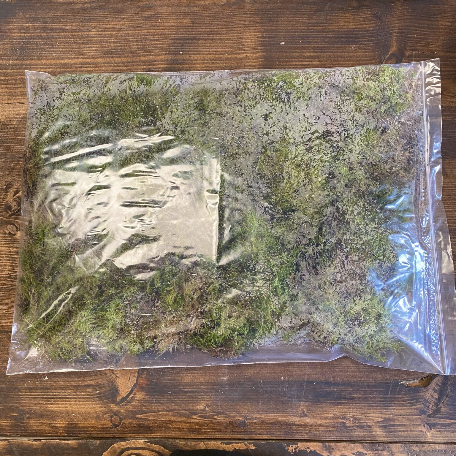 sheet-moss-a3-29x42cm-planted-terraria-exotics