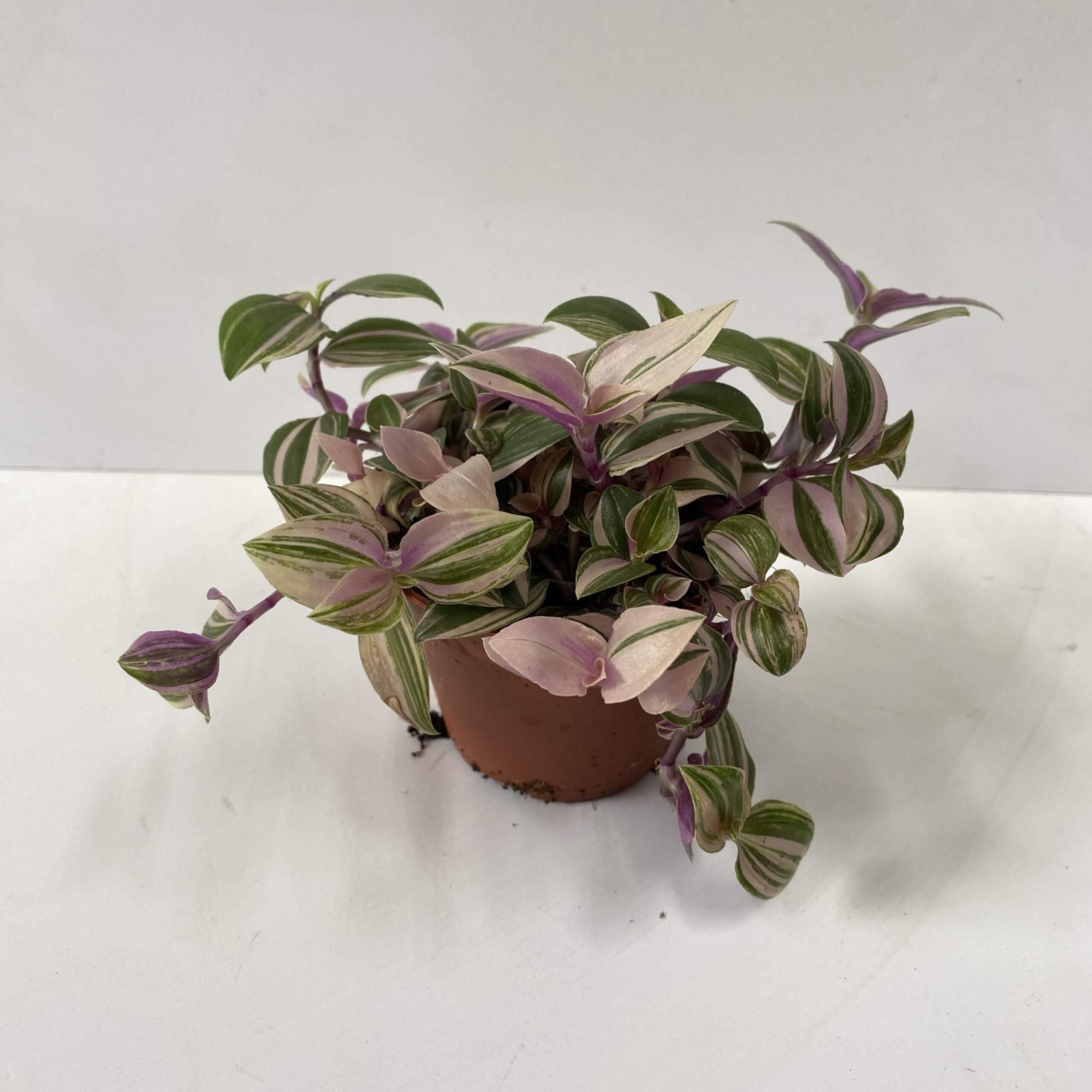 Tradescantia Albiflora 'nanouk' - Planted Terraria Exotics