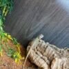 Citrus Hypo Trans Leatherback Bearded Dragon
