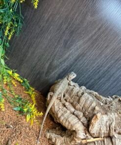 Citrus Hypo Trans Leatherback Bearded Dragon