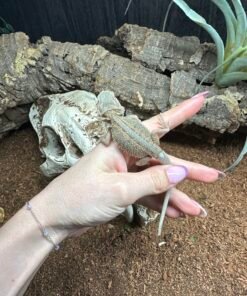 Citrus Hypo Trans Bearded Dragon