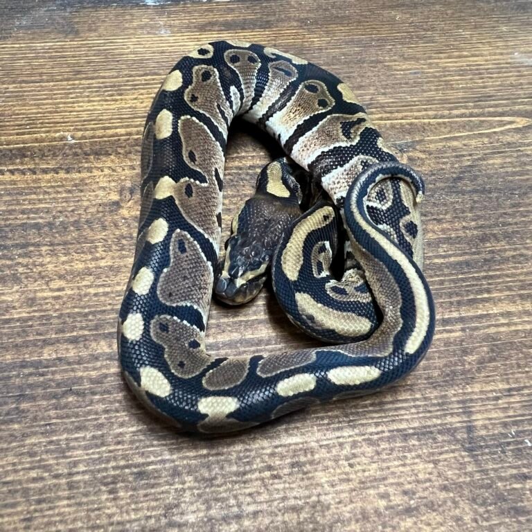 Normal Royal Python Female - Planted Terraria Exotics