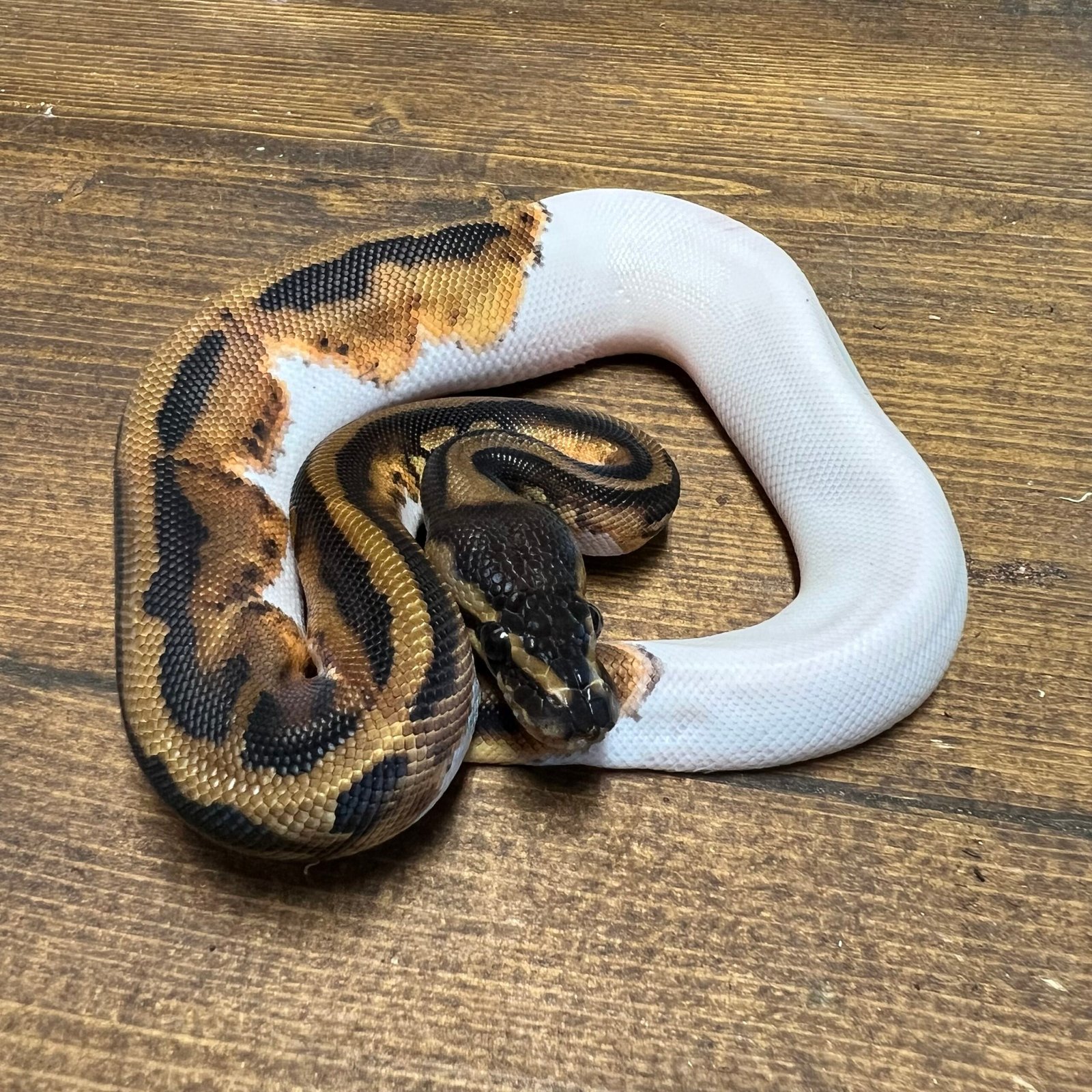 Banana Enchi Het. Clown Royal Python Male - Planted Terraria Exotics