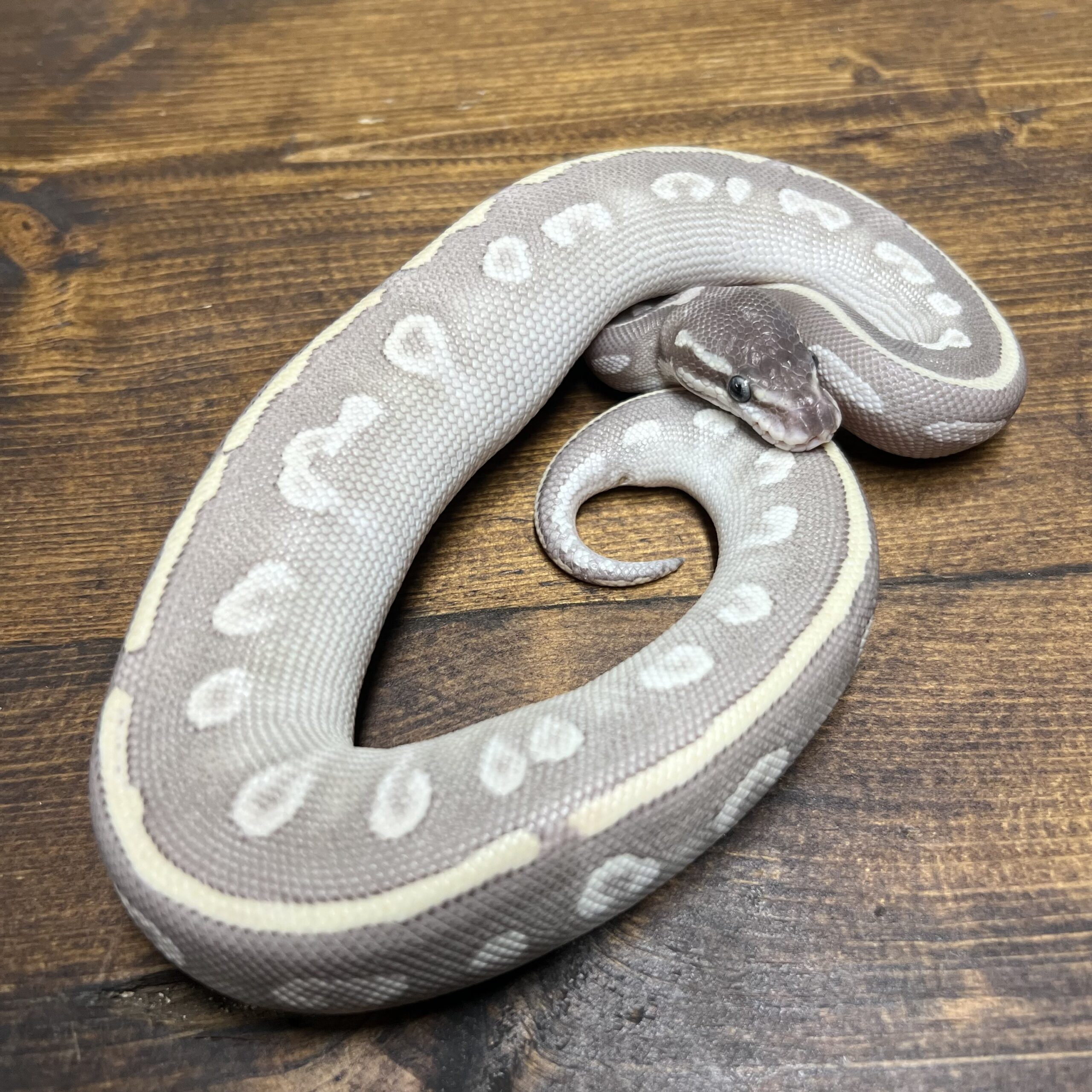 Enchi Mojave Royal Python Female - Planted Terraria Exotics