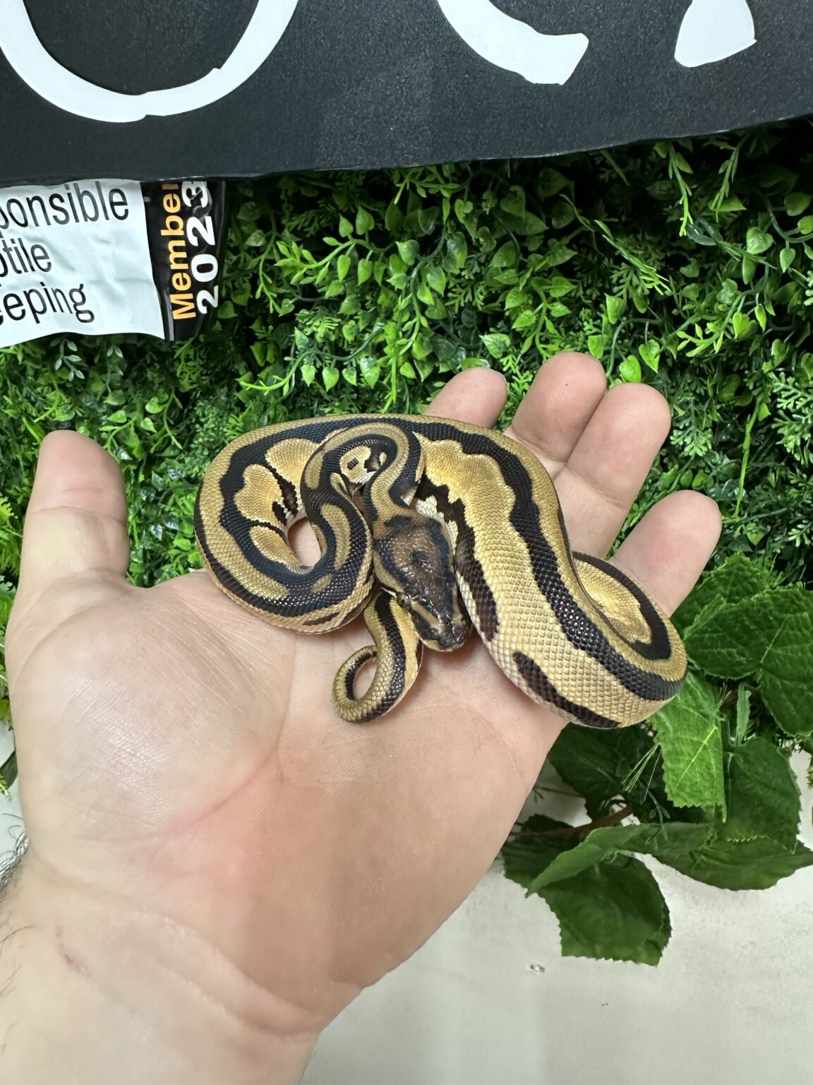 Super Fire Royal Python Leopard Orange Dream Yellowbelly Royal Python Male – Planted Terraria ...