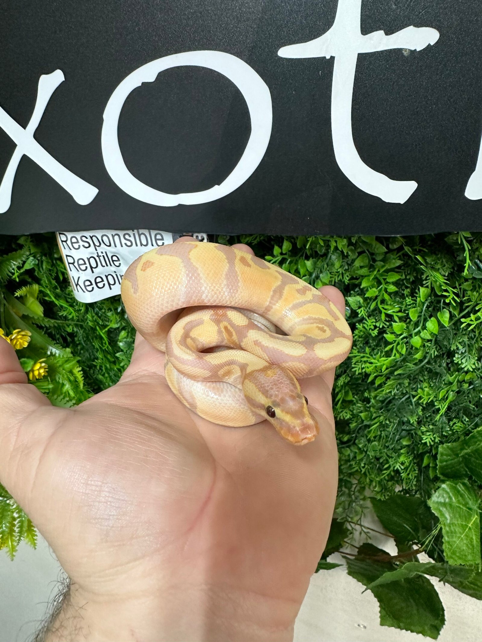 Banana Enchi Fire Het. Clown Royal Python Male - Planted Terraria Exotics