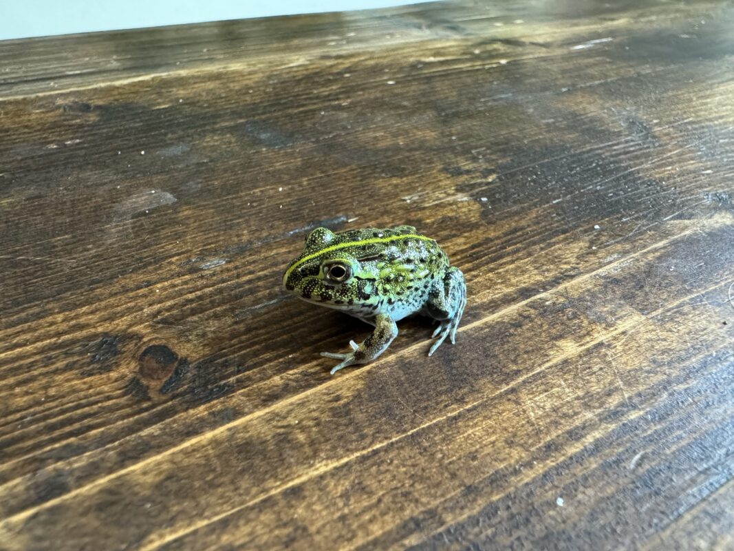 Giant African Bull Frog - Planted Terraria Exotics