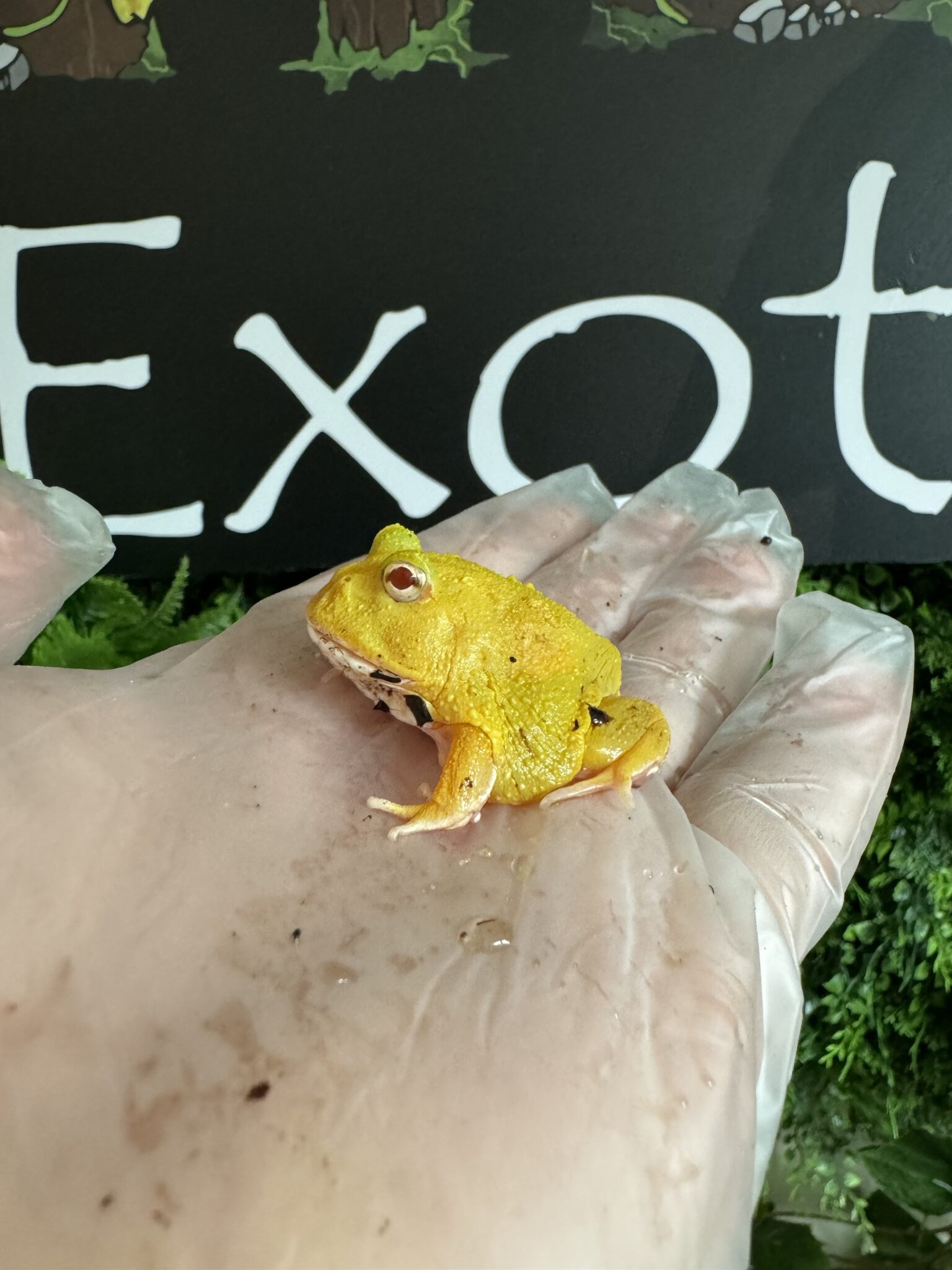 Super Pikachu Pacman Frog - Planted Terraria Exotics