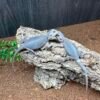 Hypo Trans Zero Leatherback Bearded Dragon