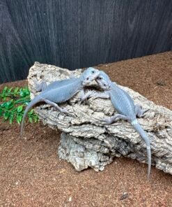 Hypo Trans Zero Leatherback Bearded Dragon