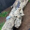 Hypo Trans Zero Bearded Dragon