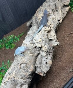 Hypo Trans Zero Bearded Dragon Female