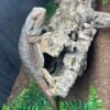 Genetic Stripe Bearded Dragon Female