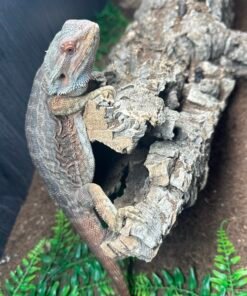 Genetic Stripe Bearded Dragon Female