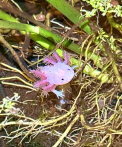 Axolotls