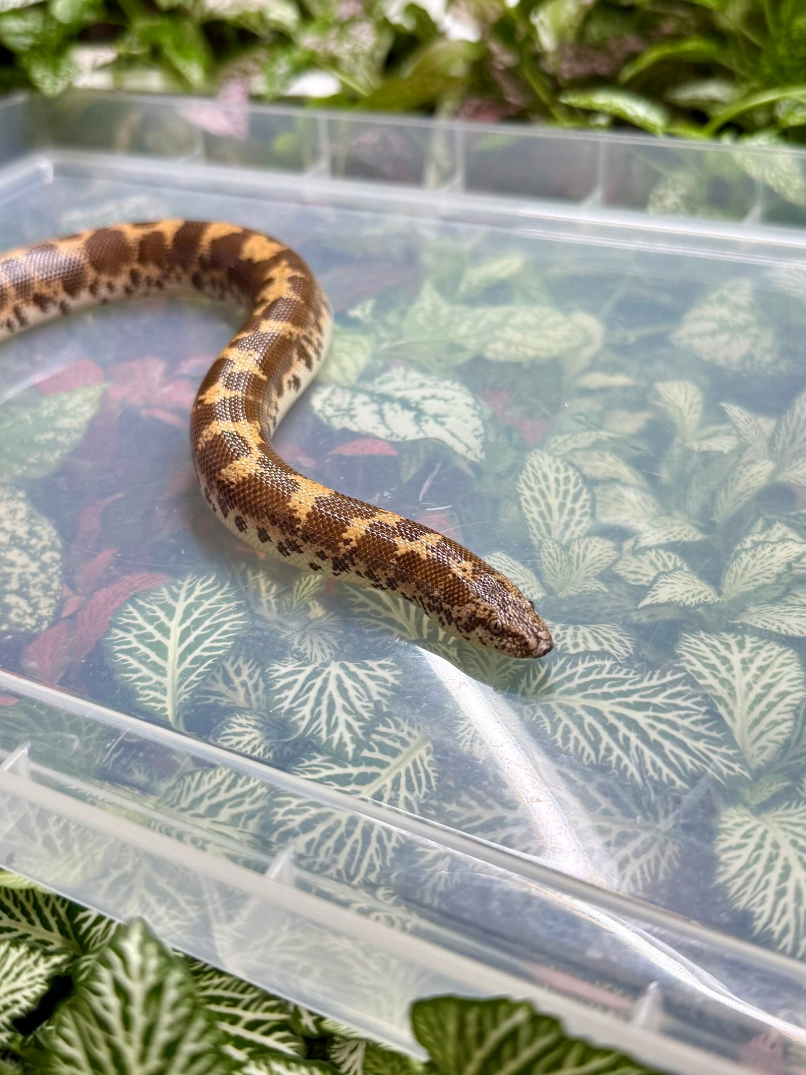 Boas Archives - Planted Terraria Exotics