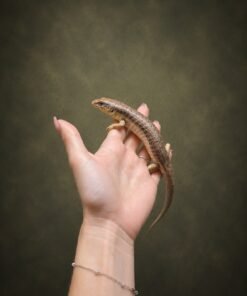 Berber Skink