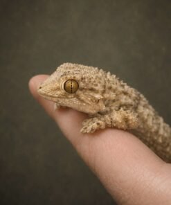 Moorish Gecko