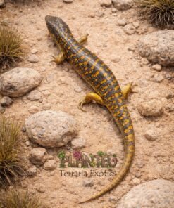 Berber Skink