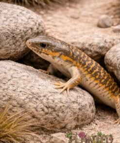 Alternative view of Berber Skink