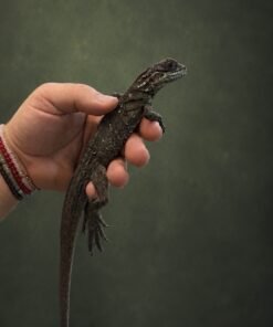 Sulawesi Giant Sailfin Dragon