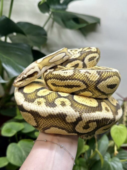 Super Fire Royal Python Super Vanilla Royal Python Female - Planted Terraria Exotics