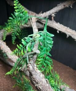 Eastern Casquehead Iguana
