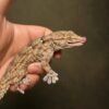 White Spotted Gecko