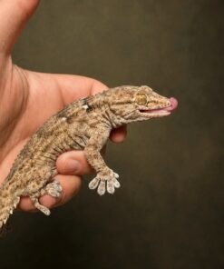 White Spotted Gecko