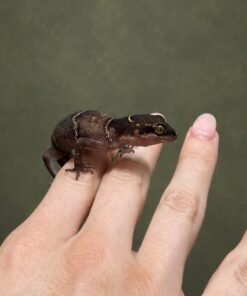 Deccan Ground Gecko