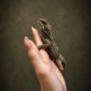 Starred Agama