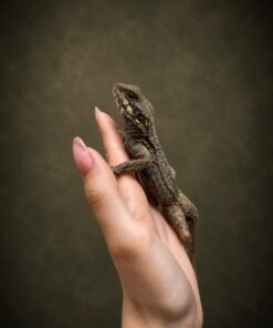 Starred Agama