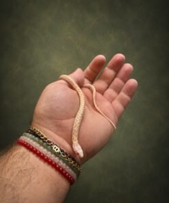 Albino Garter Snake