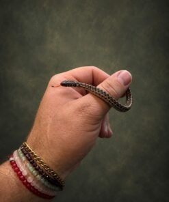 Normal Het Albino Garter Snake