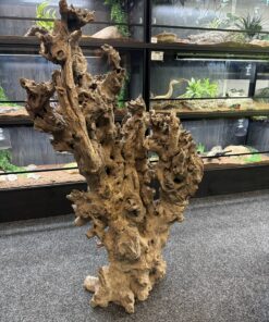 Mopani Stump 1